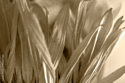 background of yellow, leaf of a gerbera flower