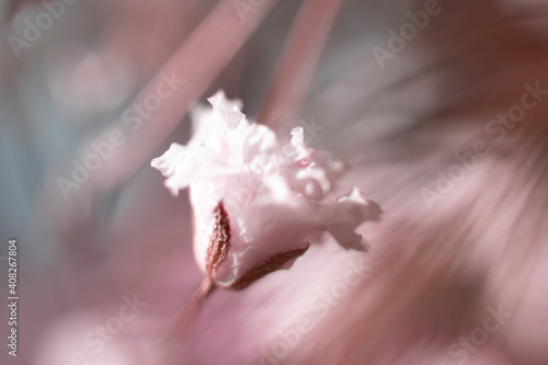 Created with small white flowers, macro photo, gypsophila, close-up, artistic design and colors.