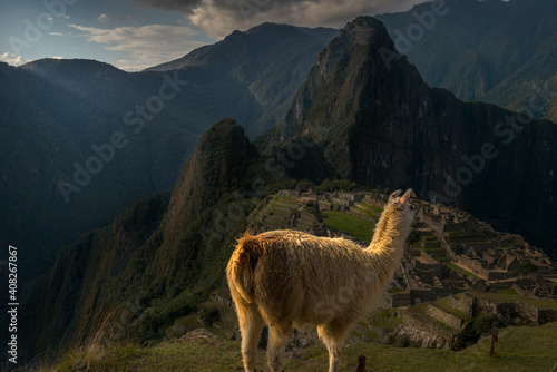 Lama at Machu Picchiu archaelogical site  Peru
