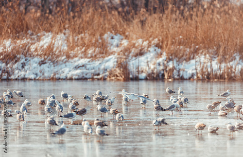 Wallpaper Mural Most seagulls love spending their time near other similar animals such as gooses, storks, and pigeons. You find them in large bird groups that live close to beaches, lakes, and oceans. Torontodigital.ca