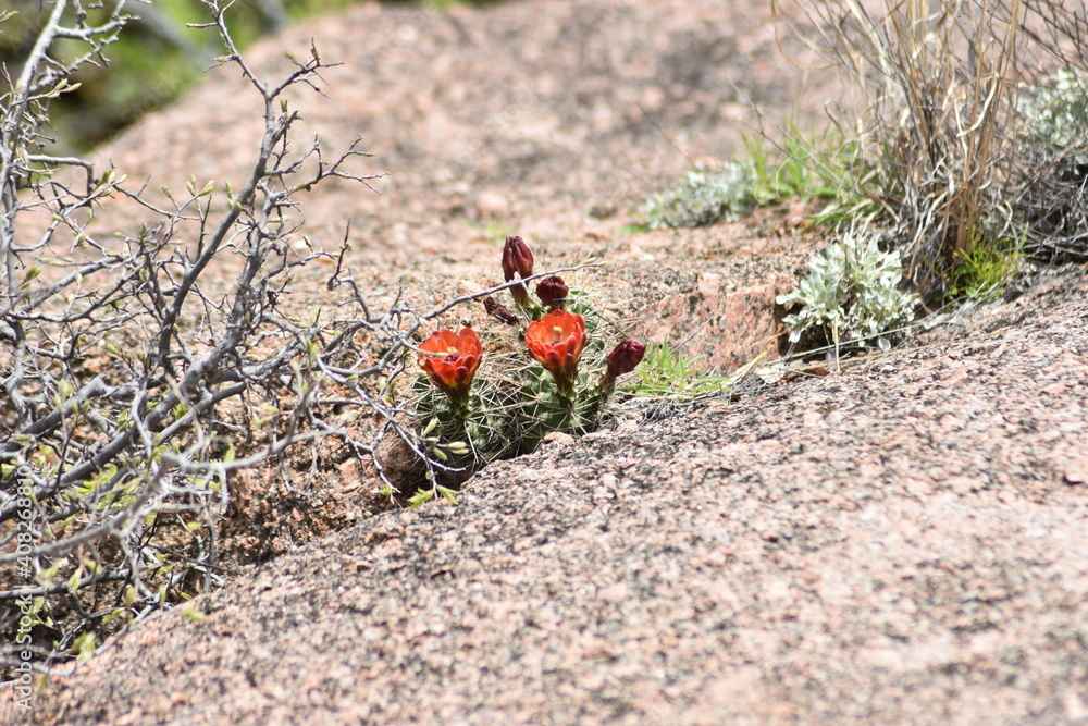 Red cactus flowers growing in cracks in Texas rocks Red cactus flowers growing in cracks in Texas rocks