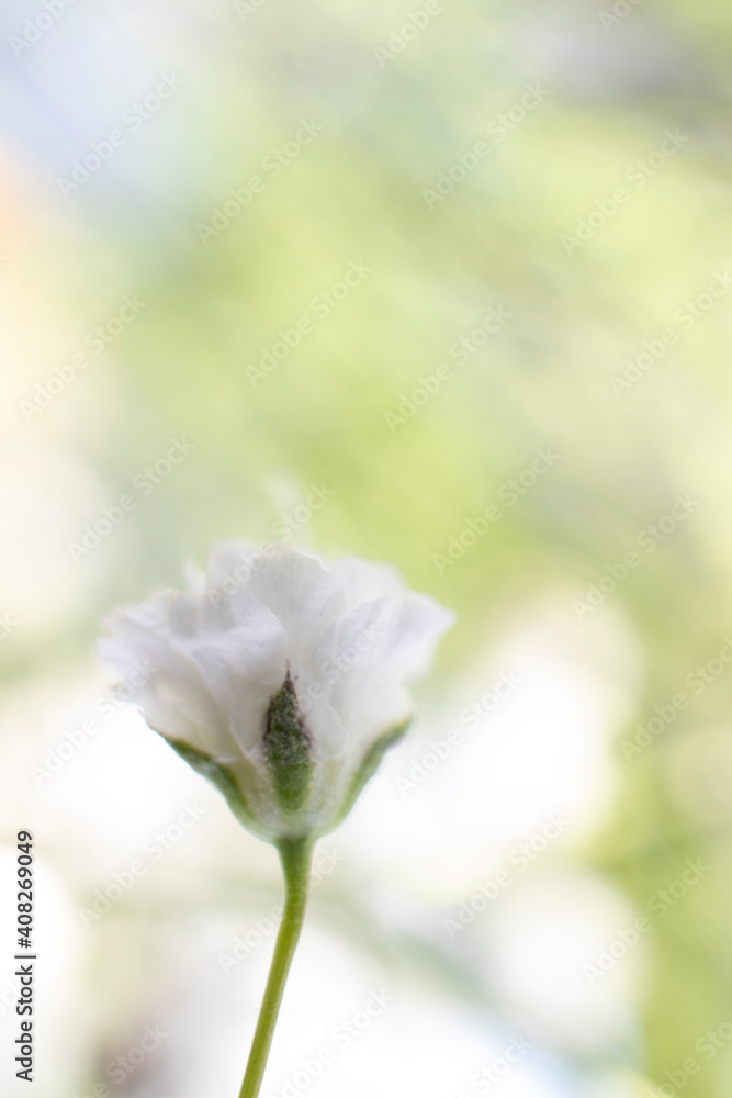 Created with small white flowers, macro photo, gypsophila, close-up, artistic design and colors. Created with small white flowers, macro photo, gypsophila, close-up, artistic design and colors.