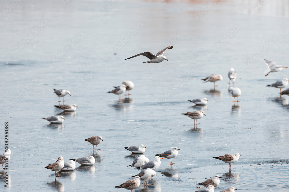 Gulls are amazing ocassion for bird enthuziasts to get closeup view of astonishing bird groups. Beautifully-colored feathers form up a mirifical wildlife landscape contrasting blue water surface. Gulls are amazing ocassion for bird enthuziasts to get closeup view of astonishing bird groups. Beautifully-colored feathers form up a mirifical wildlife landscape contrasting blue water surface.