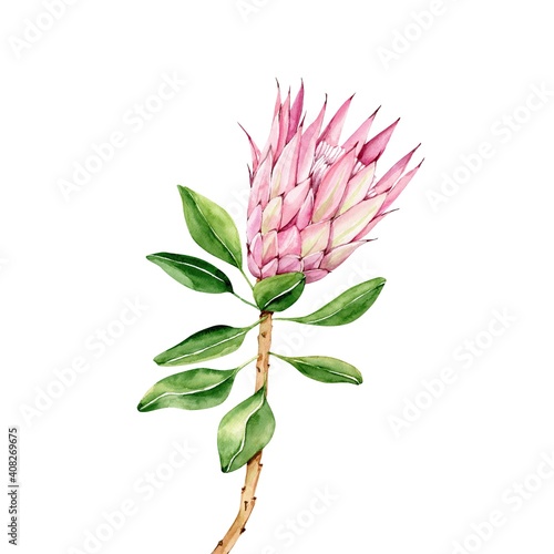 Watercolor botanical illustration of protea flower isolated on white background, hand painted