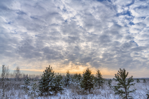 Winter landscape with young snow-covered pine trees and a beautiful embossed gray-blue sky with a yellow sunset strip on the horizon. Cold winter day in the Urals (Russia), hiking for health promotion