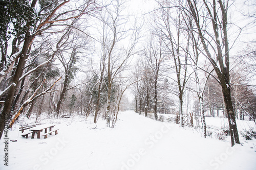 Winter nature landscape. Snowy day in nature. Nature landscape of Fruska Gora, northern Serbia. © mitarart