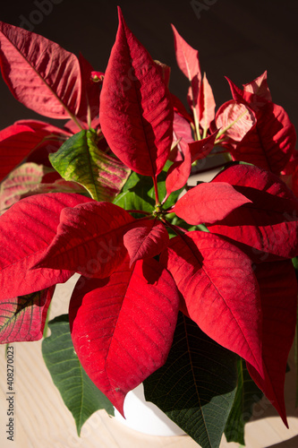 flowering poinsettia plant with colorful red leaves in winter sun