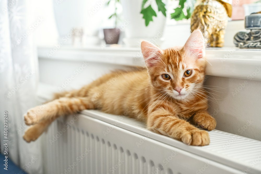 ginger kitten with amber eyes relaxing on the warm radiator