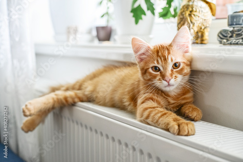 ginger kitten with amber eyes relaxing on the warm radiator