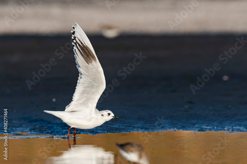 翼を広げるズグロカモメ成鳥冬羽(Saunders's gull) photo