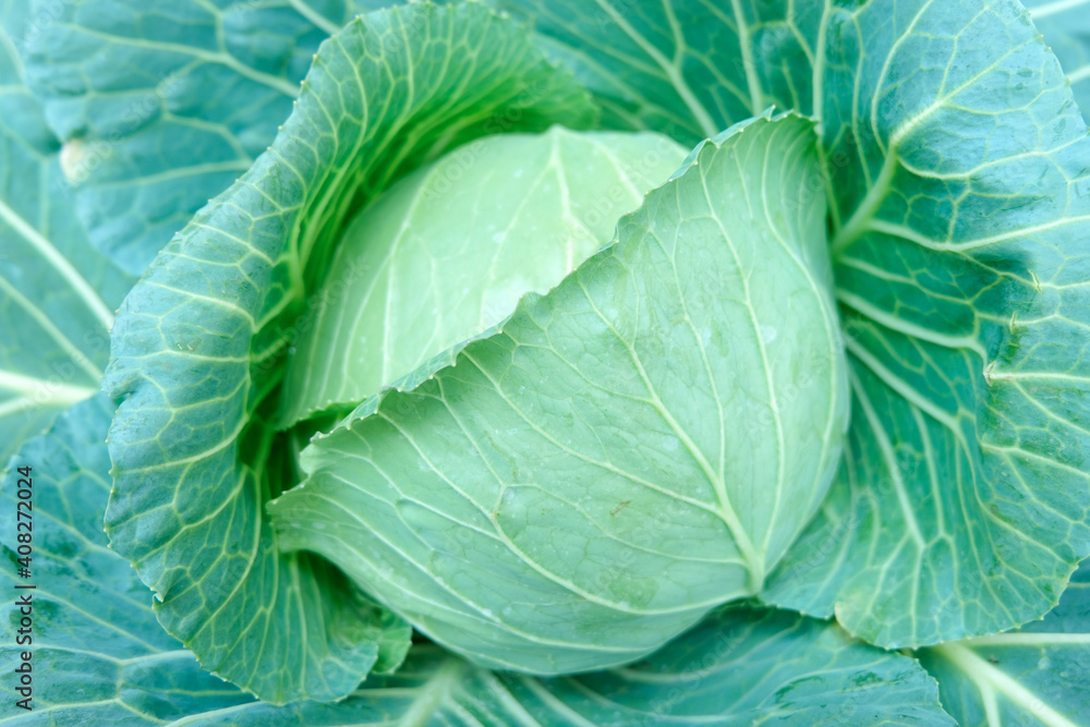 head of cabbage head of cabbage