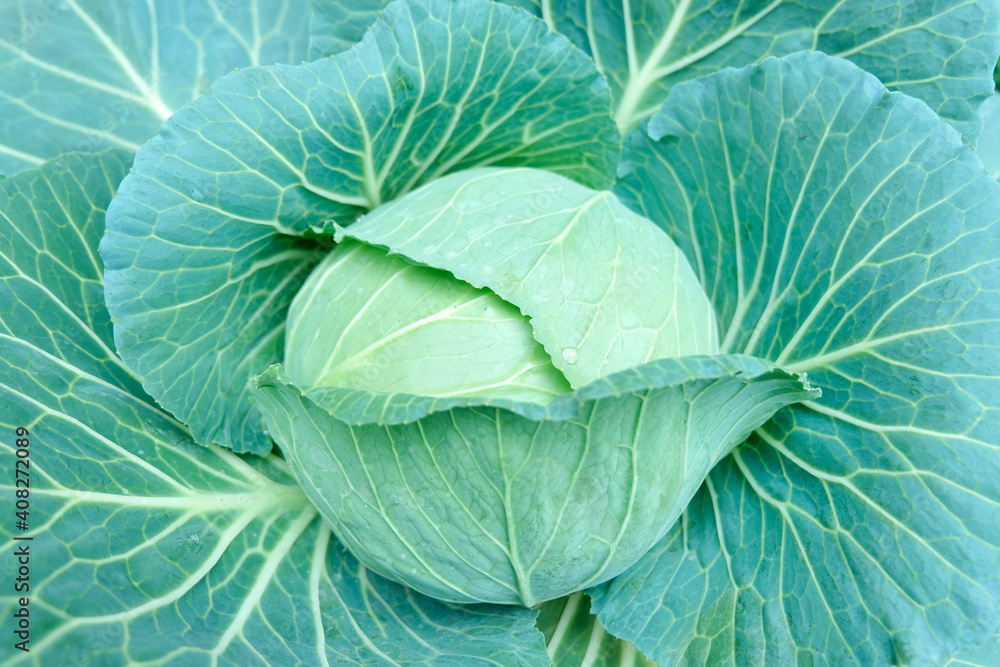Obraz premium cabbage in the garden