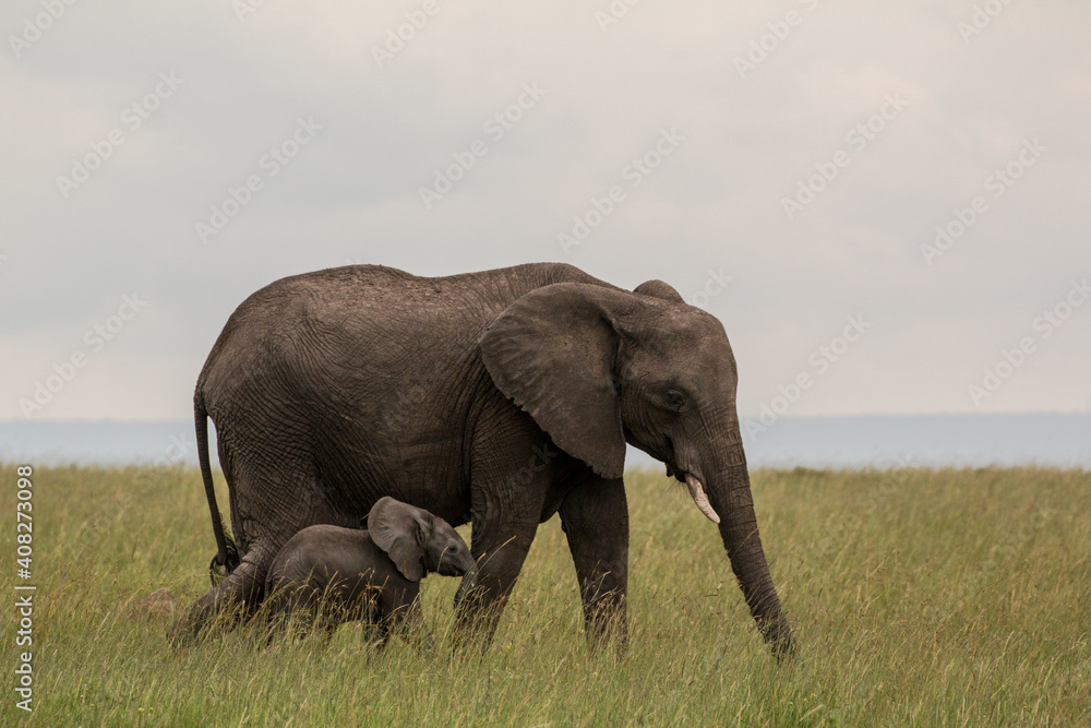 elephant mother with baby in the savannah of masai mara