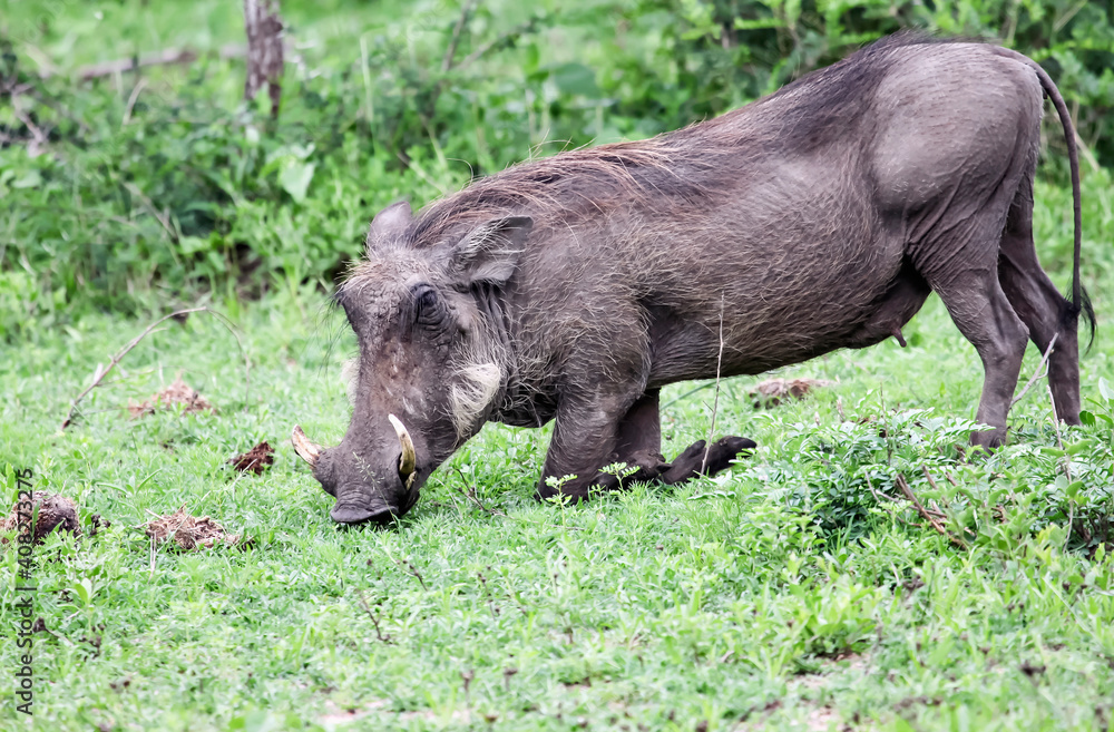 Wild boar warthog eats grass on his knees. Wild boar warthog eats grass on his knees.