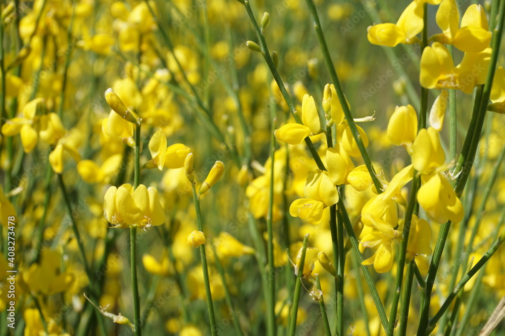 Obraz premium Gelber Besengintser aus der Gattung Cytisus