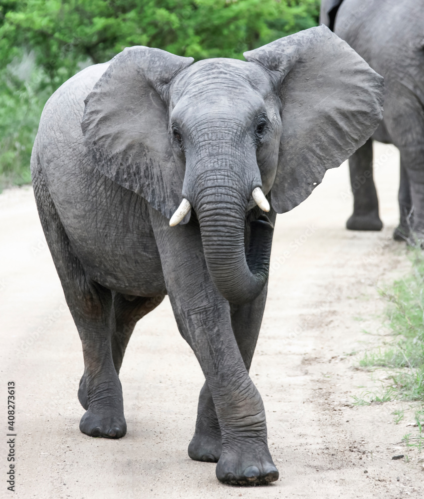 Fototapeta premium Elephant is actively and aggressively walking towards you on the roadway.