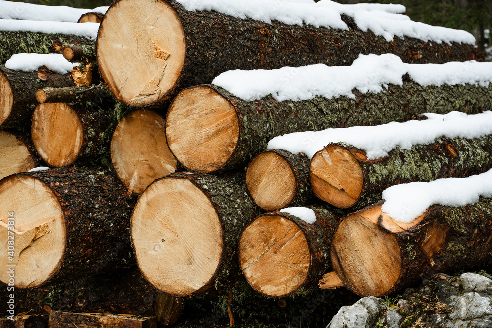 cut tree trunks stacked with snow in a forest

