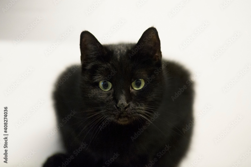 Porträt einer schwarzen Katze Porträt einer schwarzen Katze