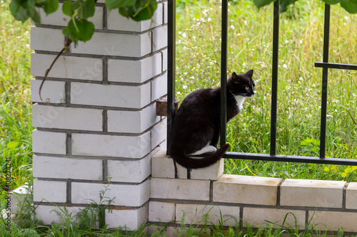 Black and white cat sitting on a brick fence