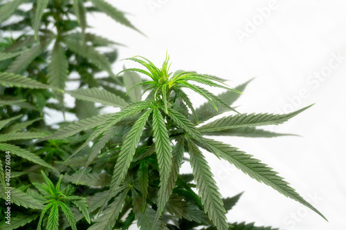 cannabis bush with spiky sativa green leaves on top on white background