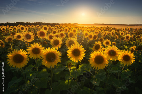 Fototapeta Naklejka Na Ścianę i Meble -  Field with yellow sunflowers at sunset, in summer.