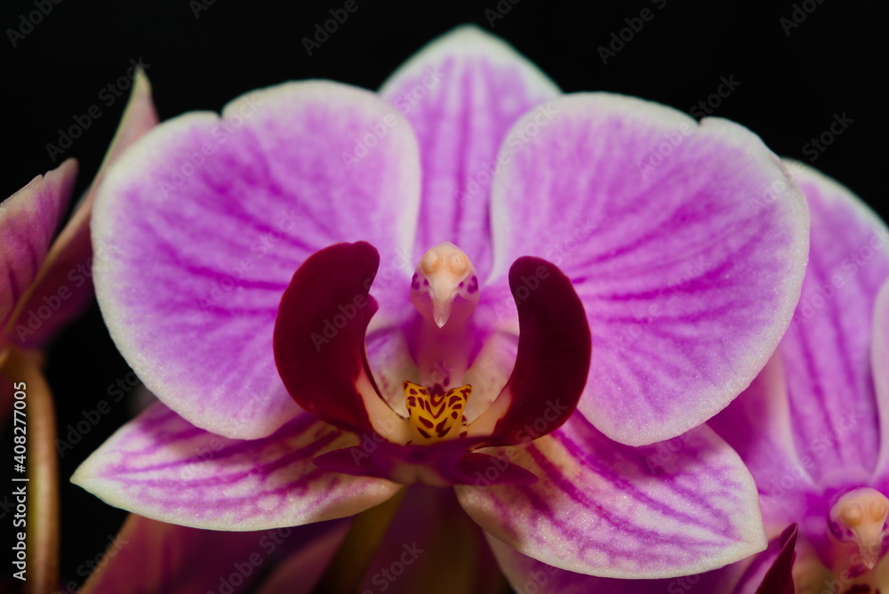 close-up of purple orchids flowers on a black background close-up of purple orchids flowers on a black background