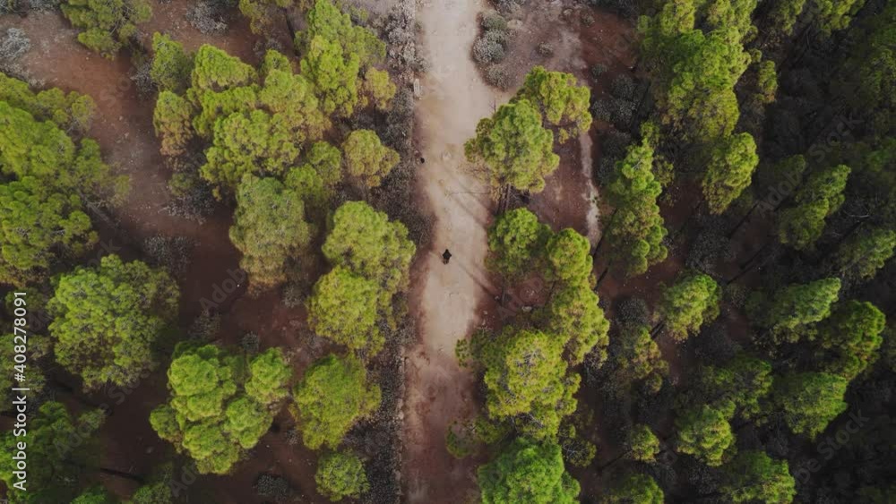 Bosque visto a vista de dron en la isla de Gran Canaria, España