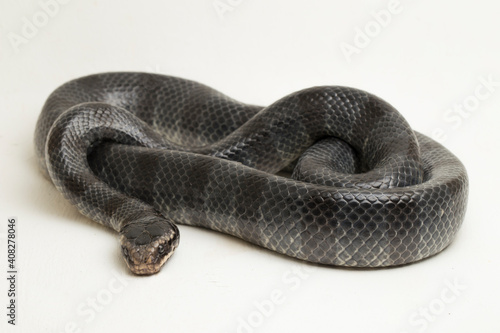 The yellow-lipped sea krait (Laticauda colubrina), banded sea krait, or colubrine sea krait. on white background photo