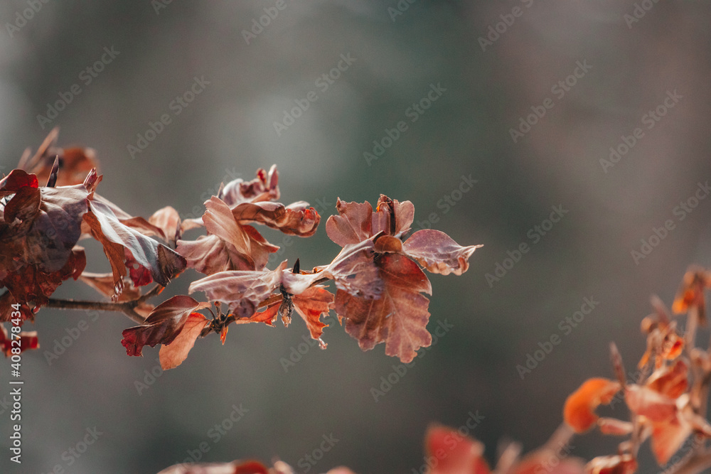 Red autumn leaves Red autumn leaves