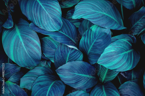 Wallpaper Mural leaves of Spathiphyllum cannifolium, abstract green texture, nature background, tropical leaf Torontodigital.ca