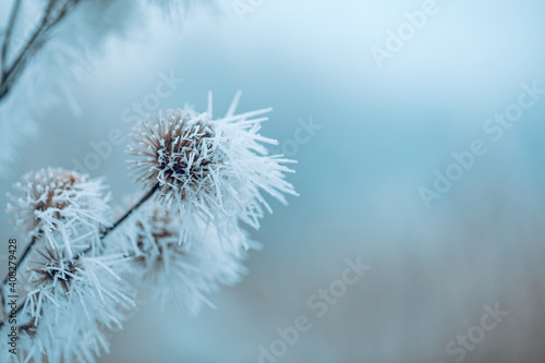 White prickly sharp frosty frost on the branches of trees. Winter day closeup, artistic background. Winter cold frozen nature macro, pastel colors, dramatic natural meadow and floral pattern