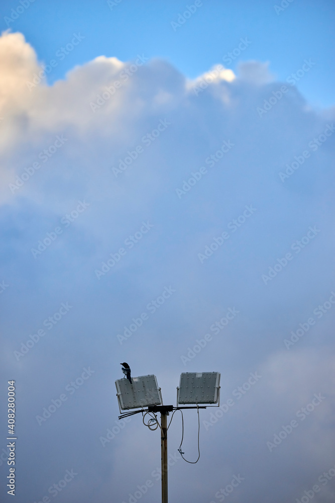 a magpie bird perched on the stadium spotlight as the sky opens a magpie bird perched on the stadium spotlight as the sky opens