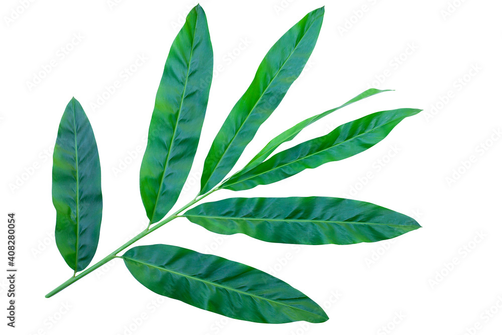 green leaves isolated on white background with clipping path for design elements, fresh green leaves