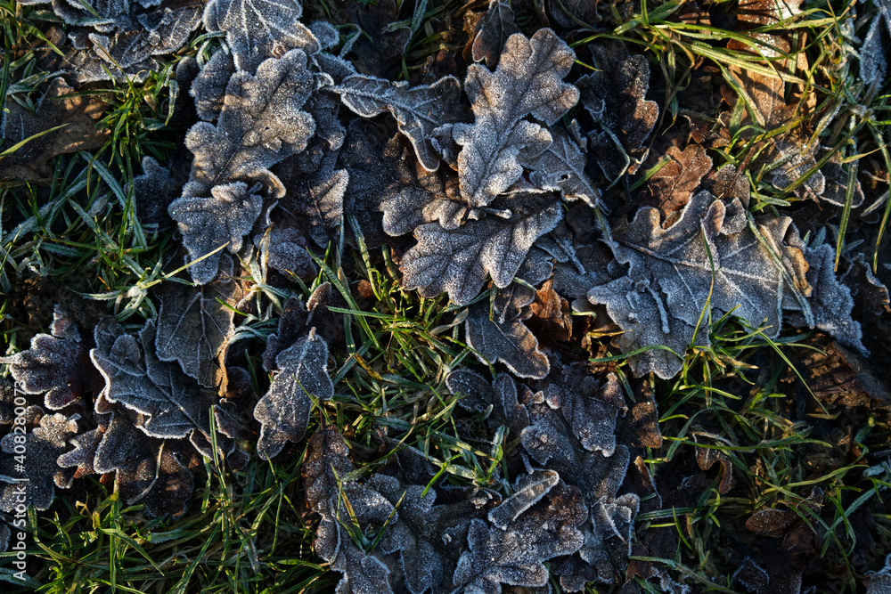 Frost crystals on frozen oak leaves an the grass