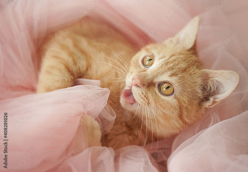 A red-haired beautiful gentle cat with big eyes lies in a pink tulle. The kitten is playing with its tongue out.