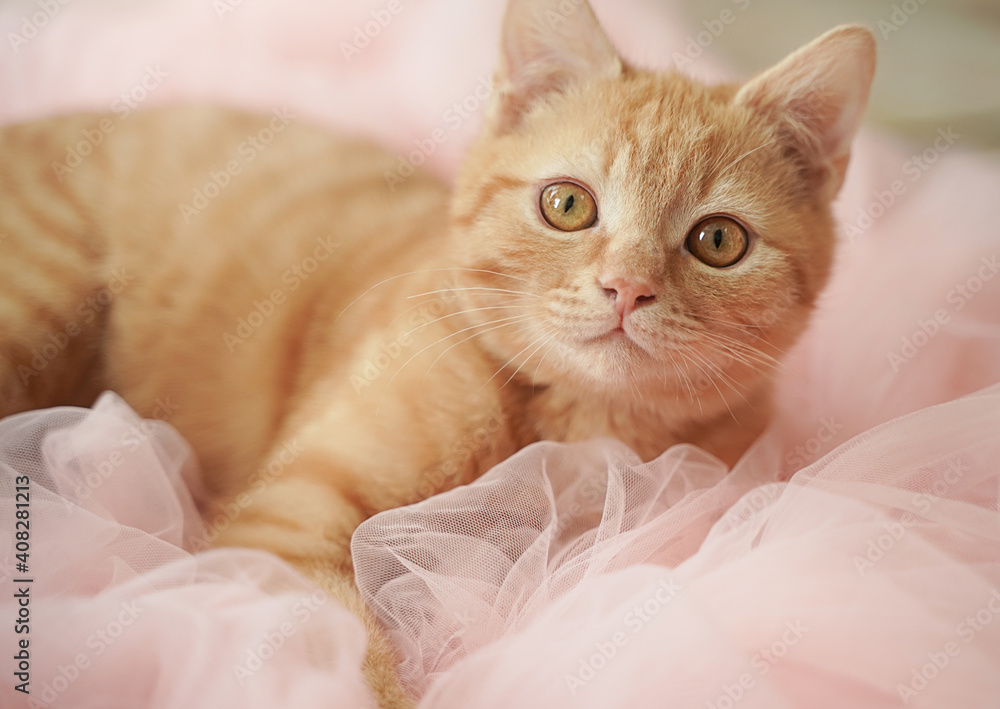 A red-haired beautiful gentle cat with big eyes lies in a pink tulle.
