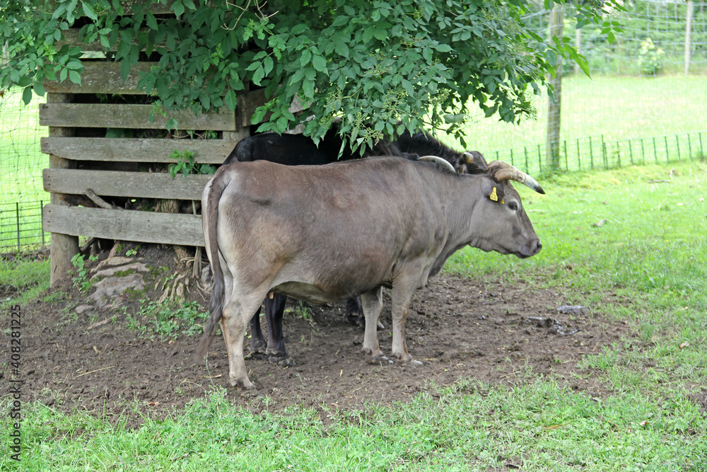 Fototapeta premium Dahomey-Rind