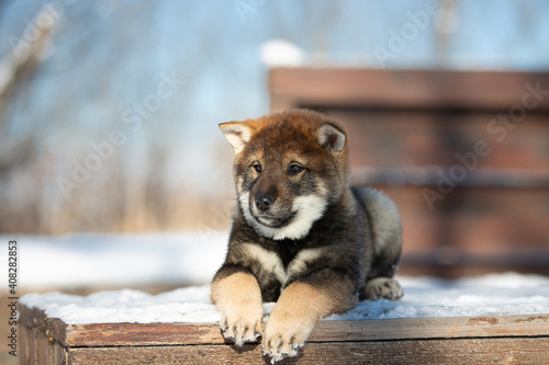 Profile Portrait of an Shikoku puppy lying on the bench in winter. Shikoku ken puppy. Kochi-ken dog