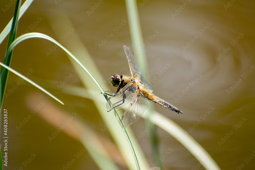 Naklejka premium Dragonfly sitting on the leaf