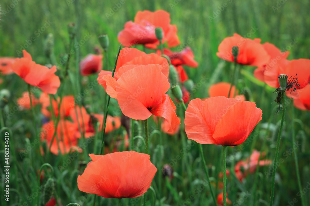 Wild poppy flowers Wild poppy flowers