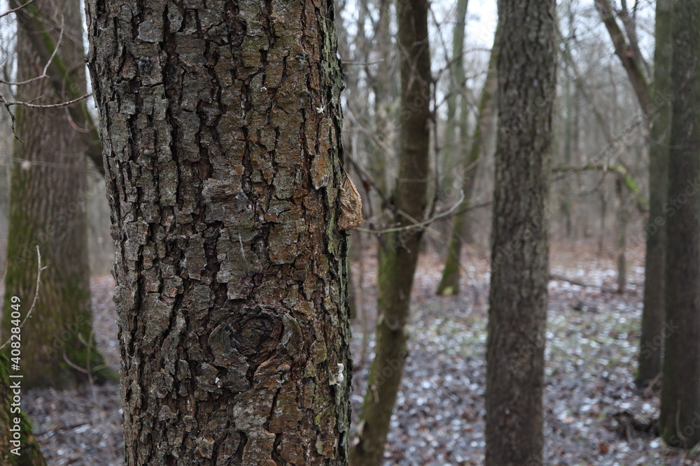 Tree in winter forest