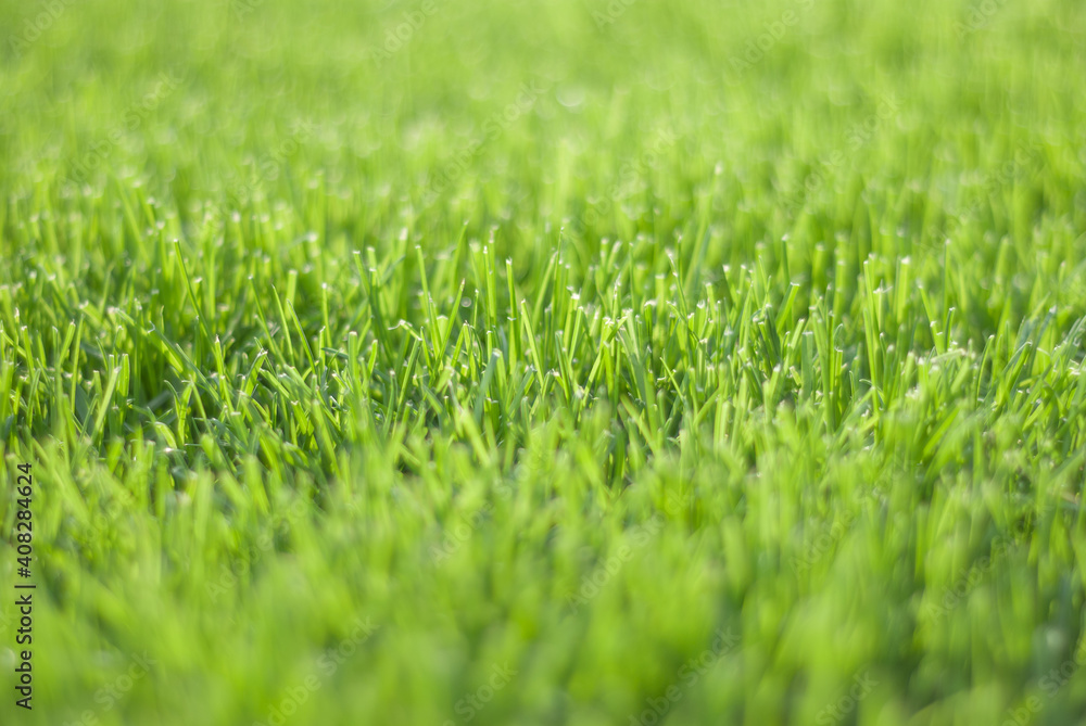 Green grass in sunset light, blurred background. Place for your text Green grass in sunset light, blurred background. Place for your text