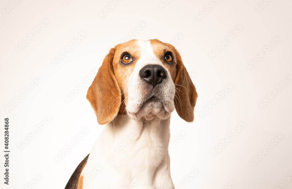 Closeup of Beagle dog, portrait, in front of white background