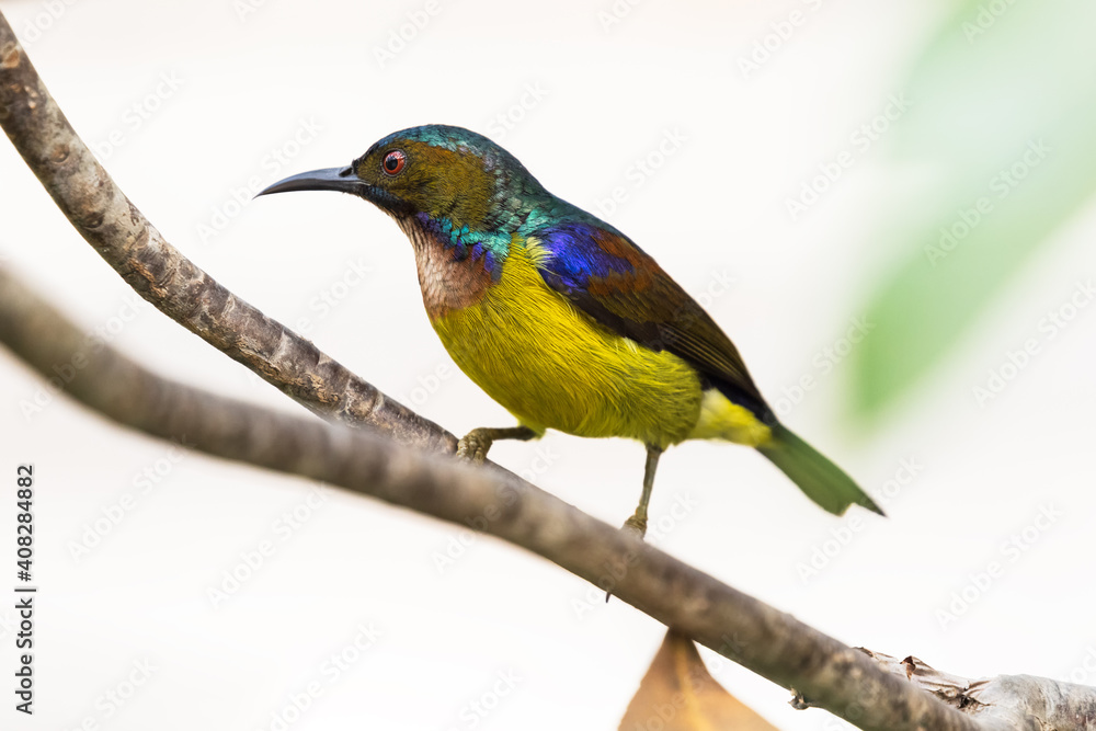 Brown-throated Sunbird - Adult Male - Bangkok, Thailand Brown-throated Sunbird - Adult Male - Bangkok, Thailand