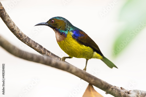 Brown-throated Sunbird - Adult Male - Bangkok, Thailand
