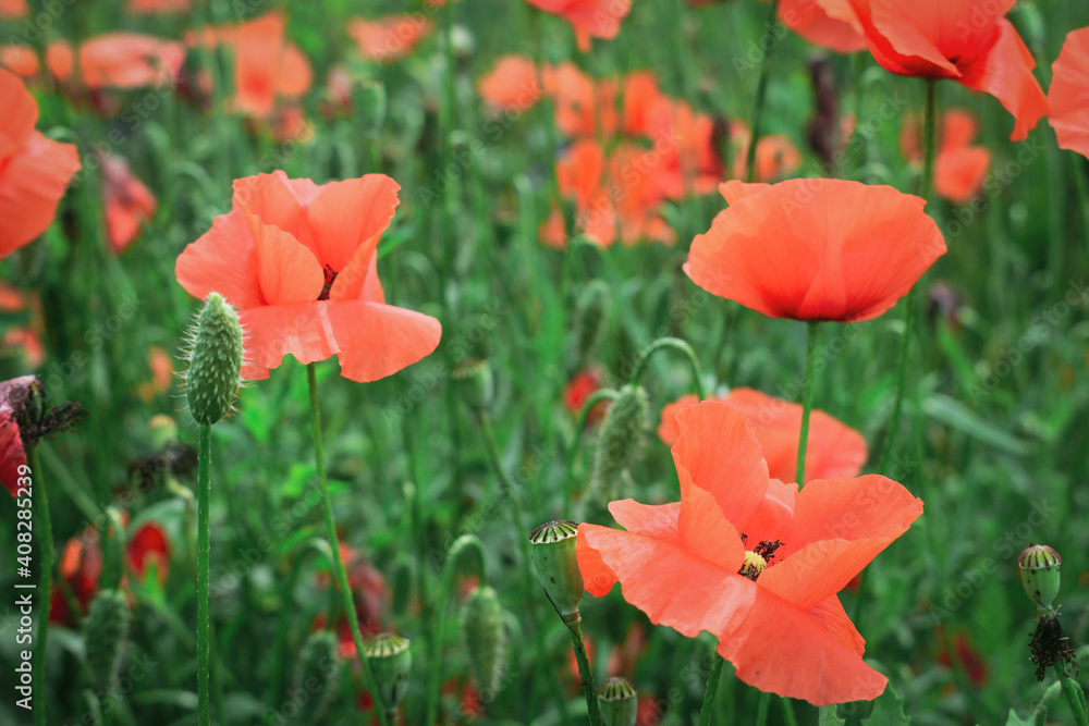 Fototapeta premium Wild poppy flowers