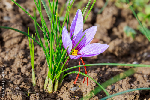 Close up of saffron flowers in a field. photo