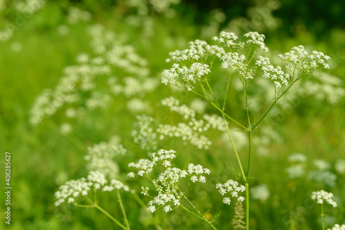 Anise flower field. Food and drinks ingredient. Fresh medicinal plant. Seasonal background. Blooming anise field background on summer sunny day.