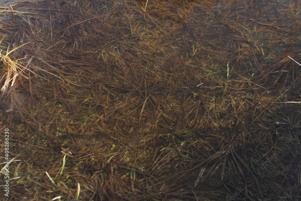 Grass Found Under Water As Nature Background Texture Grass Found Under Water As Nature Background Texture