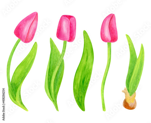 Watercolor tulip flower. Hand painted pink spring flowers with leaves and bulb isolated on white background. Floral illustration for cards  Easter  Mother s Day  decoration.